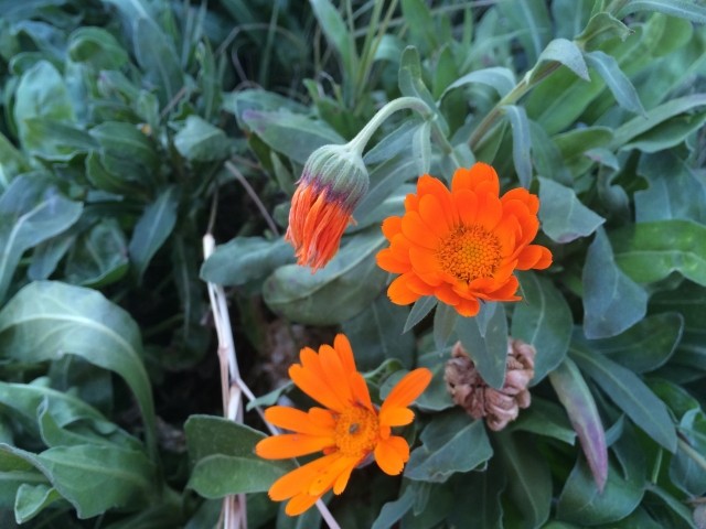 Calendula suffruticosa