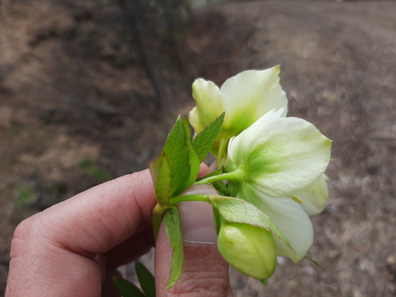 Helleborus orientalis