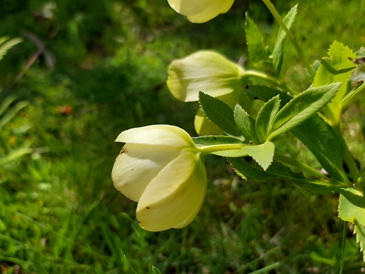 Helleborus orientalis