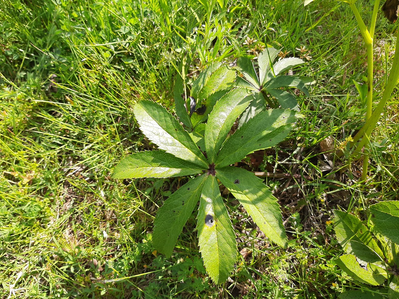 Helleborus orientalis