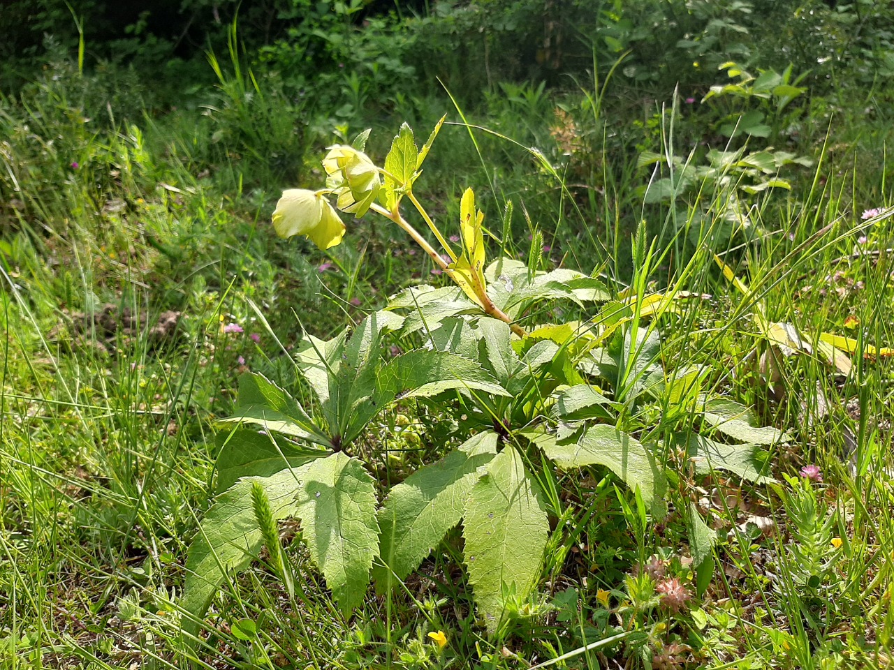 Helleborus orientalis
