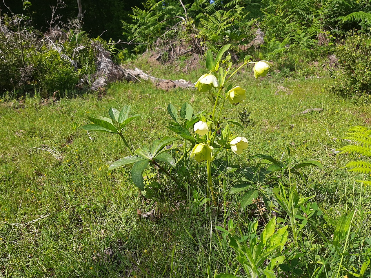 Helleborus orientalis