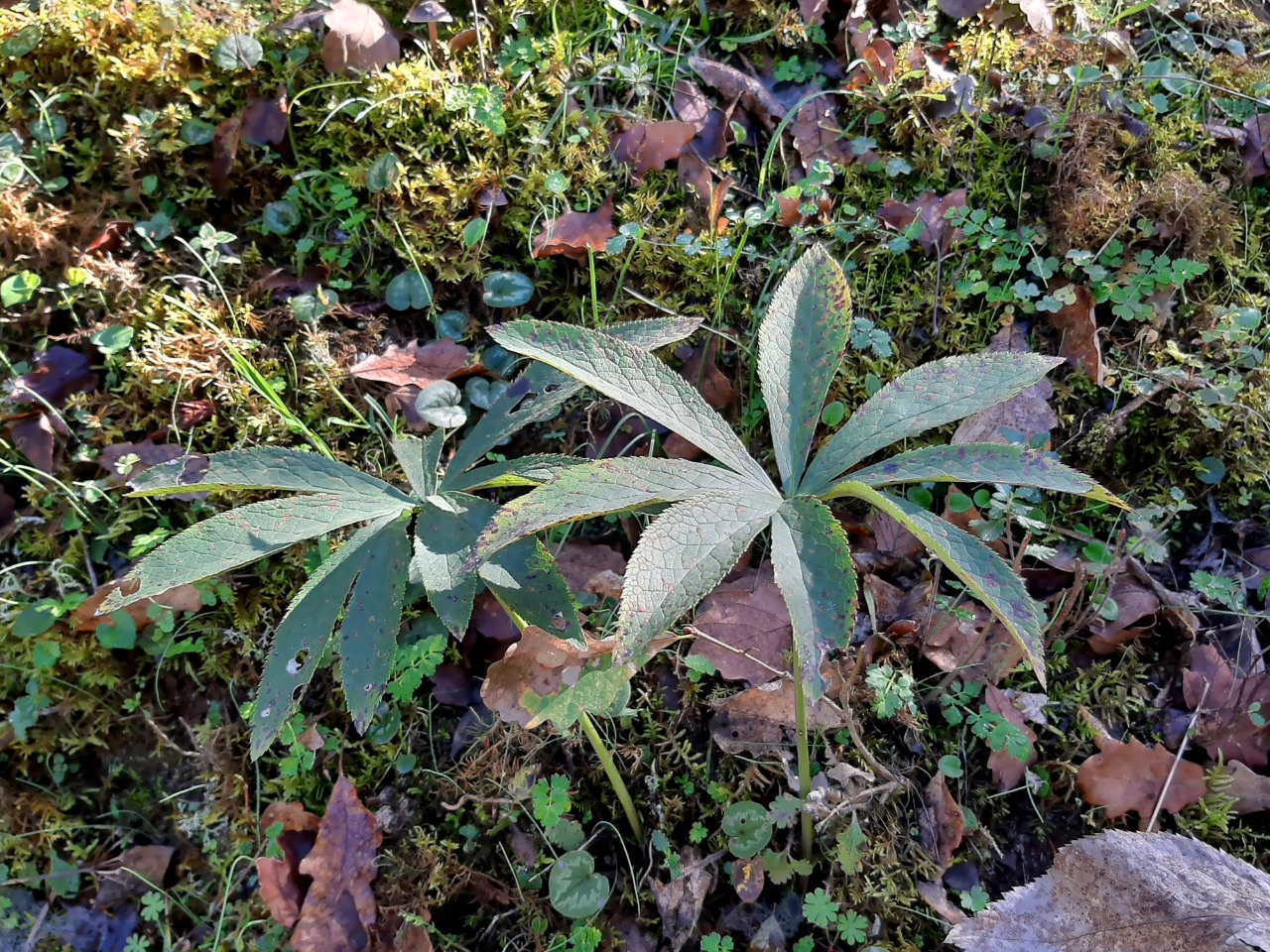 Helleborus orientalis