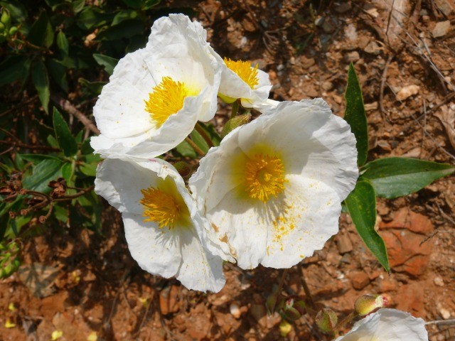 Cistus laurifolius