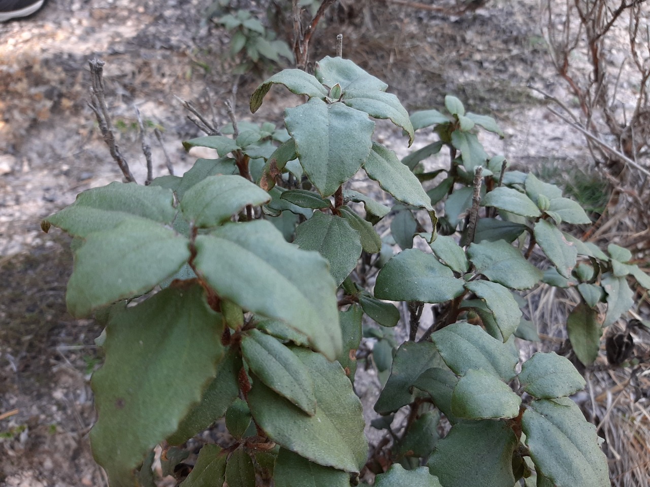 Cistus laurifolius