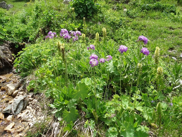 Primula auriculata