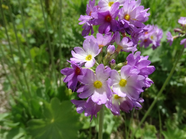 Primula auriculata