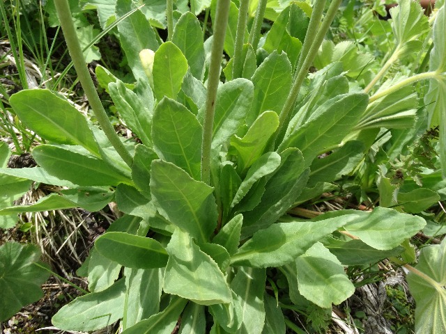 Primula auriculata