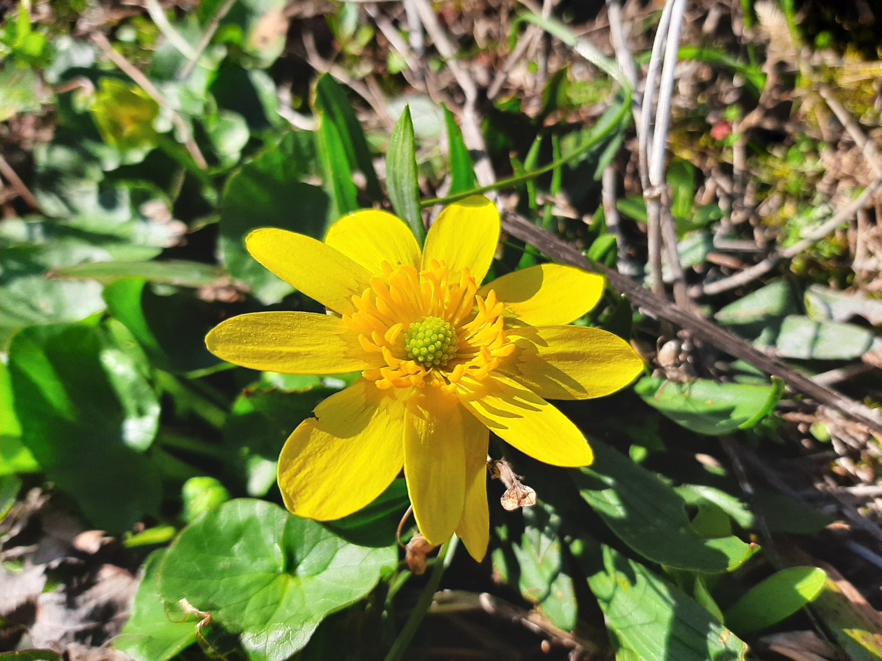 Ranunculus ficaria