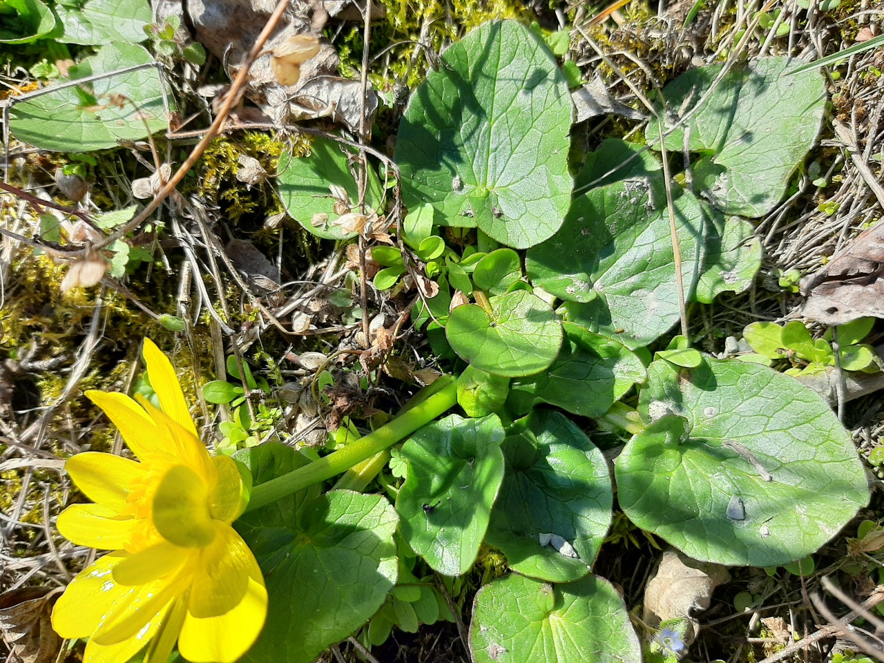 Ranunculus ficaria