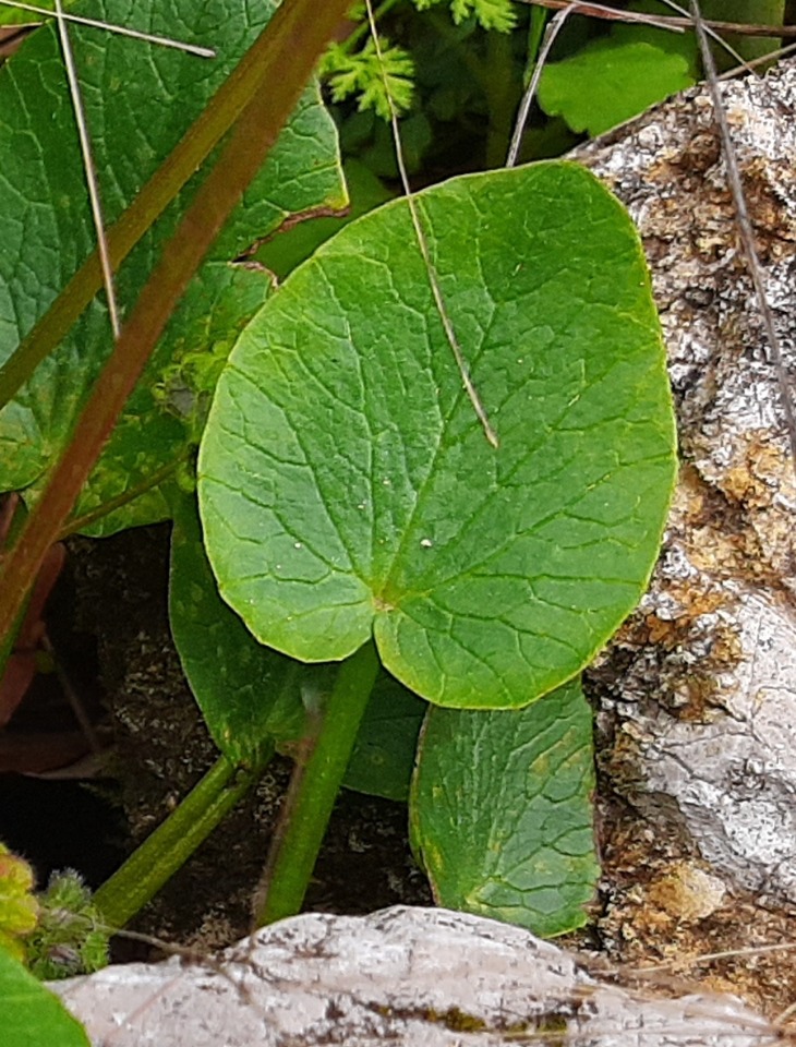 Ranunculus ficaria