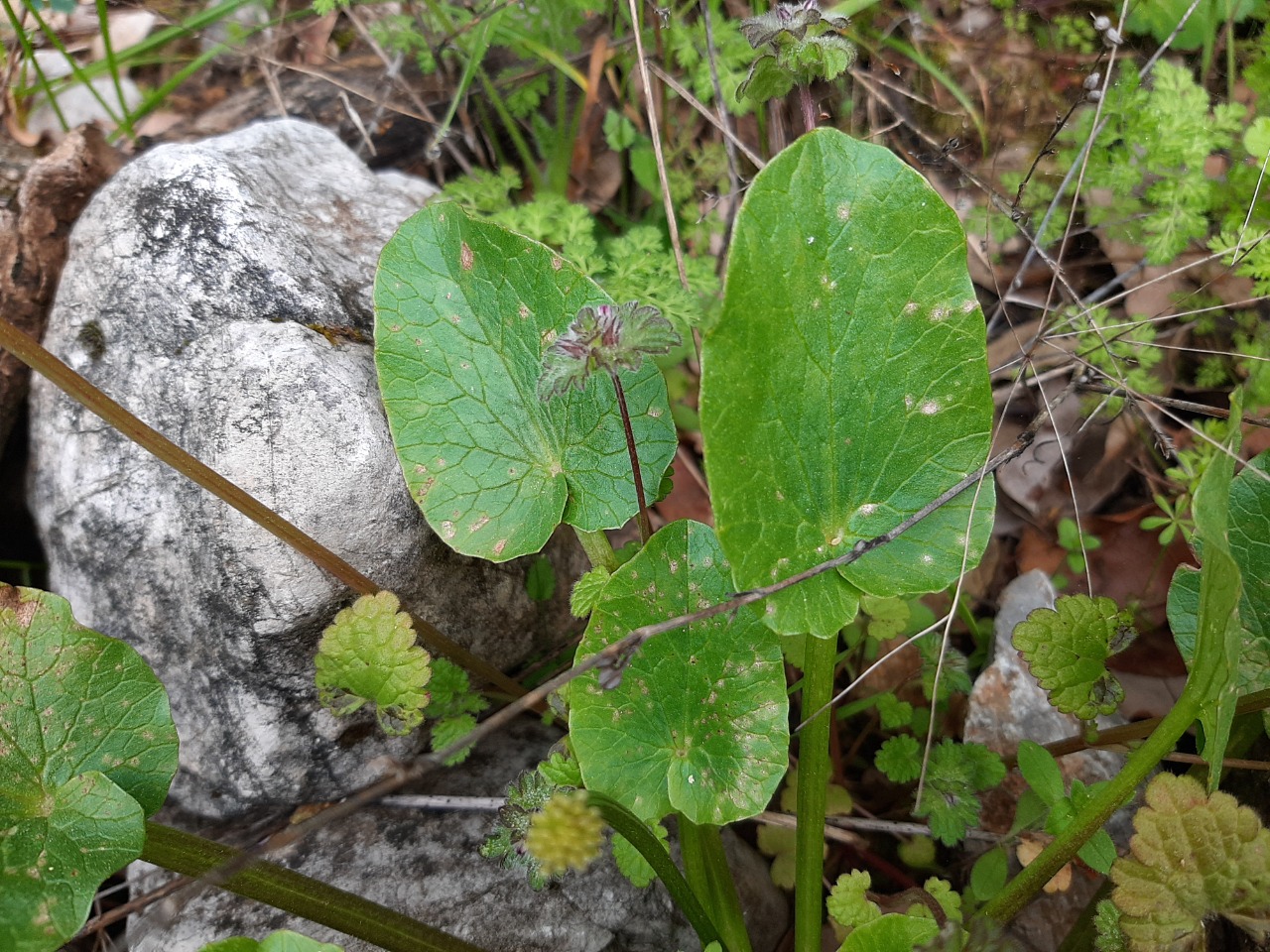 Ranunculus ficaria