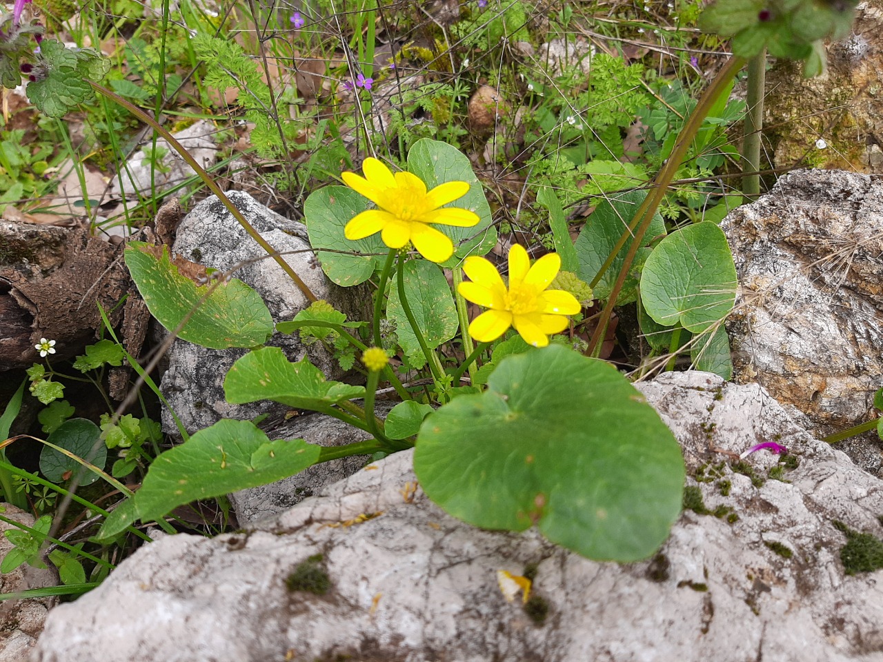 Ranunculus ficaria