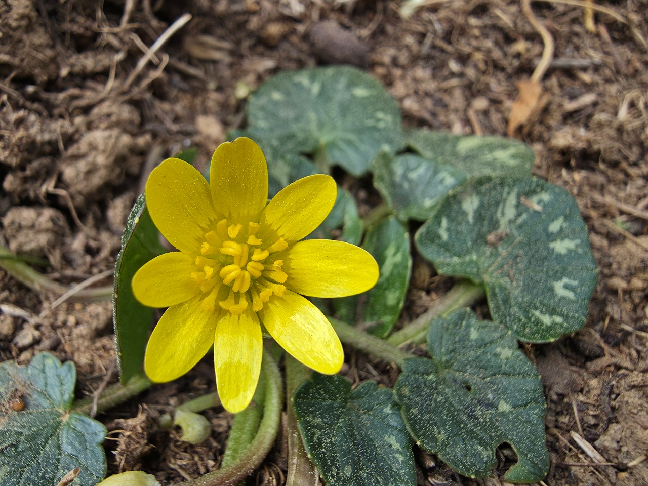 Ranunculus ficaria