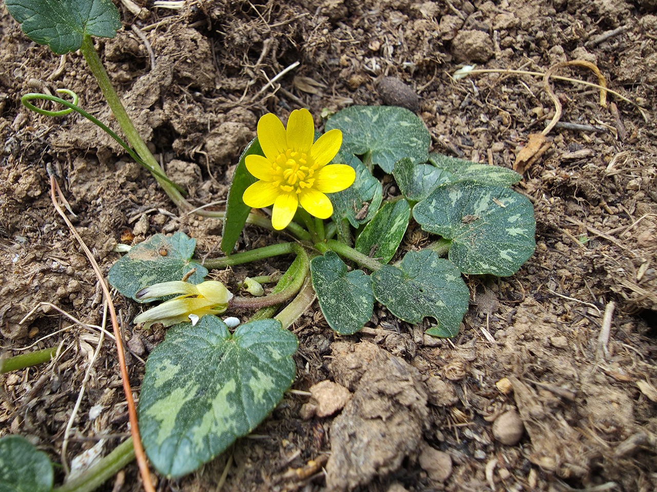 Ranunculus ficaria