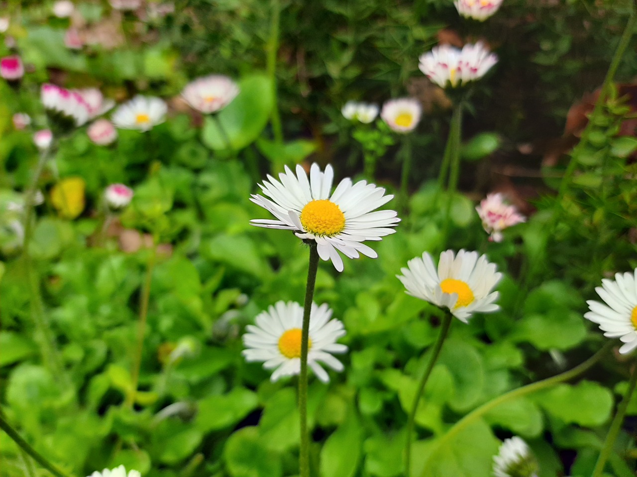 Bellis perennis