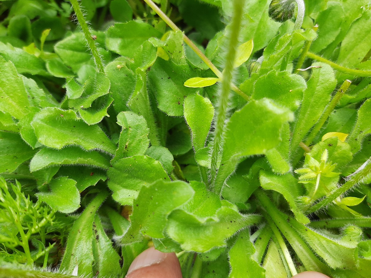 Bellis perennis
