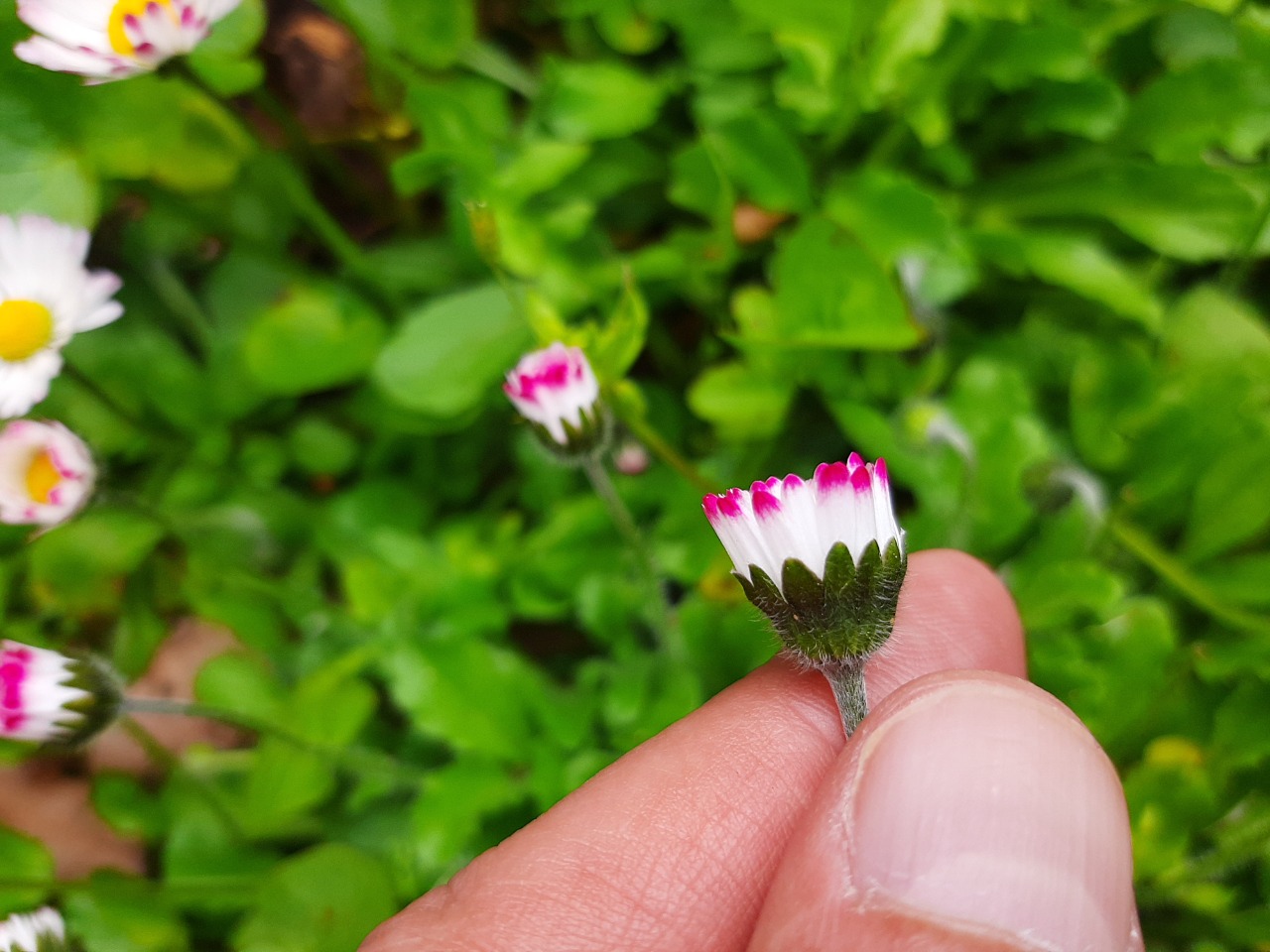 Bellis perennis