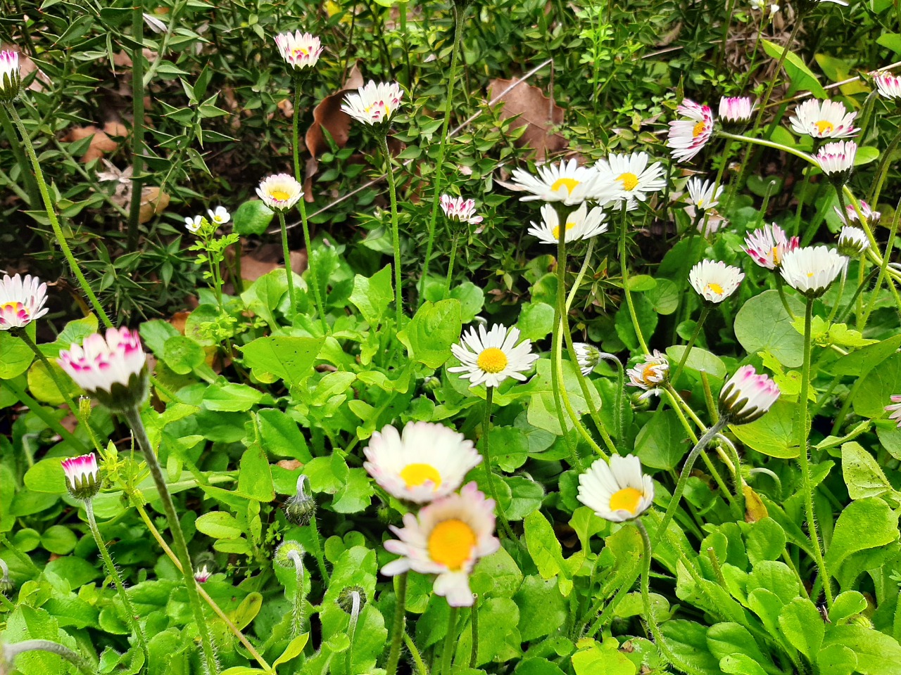 Bellis perennis