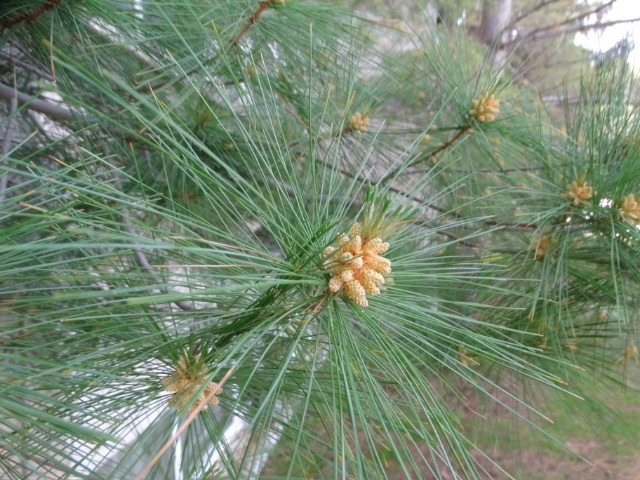 Pinus strobus