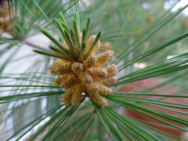 Pinus strobus