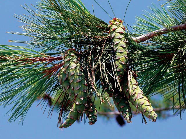 Pinus strobus