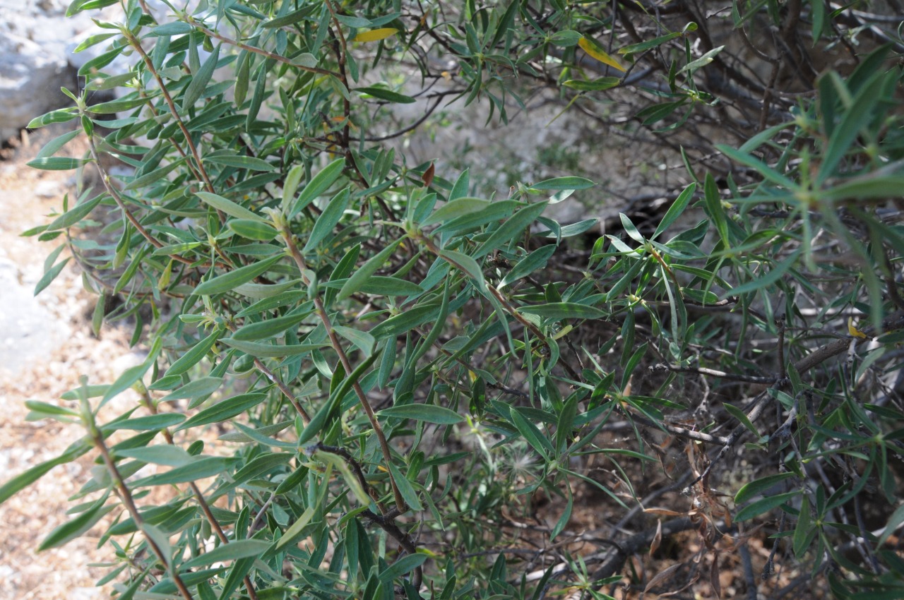 Euphorbia dendroides