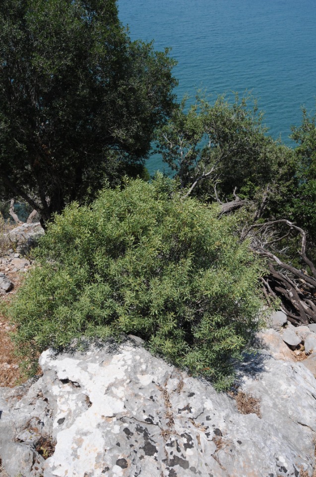 Euphorbia dendroides