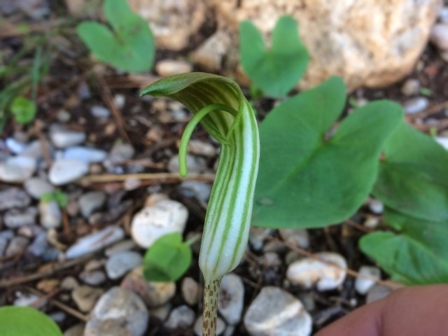 Arisarum vulgare