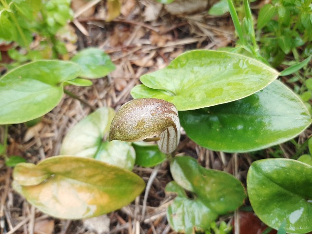 Arisarum vulgare