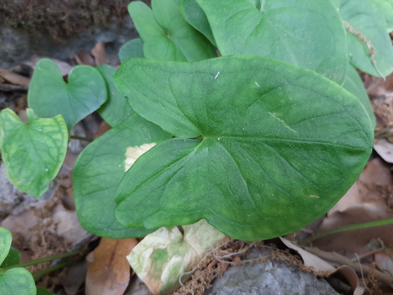 Arisarum vulgare