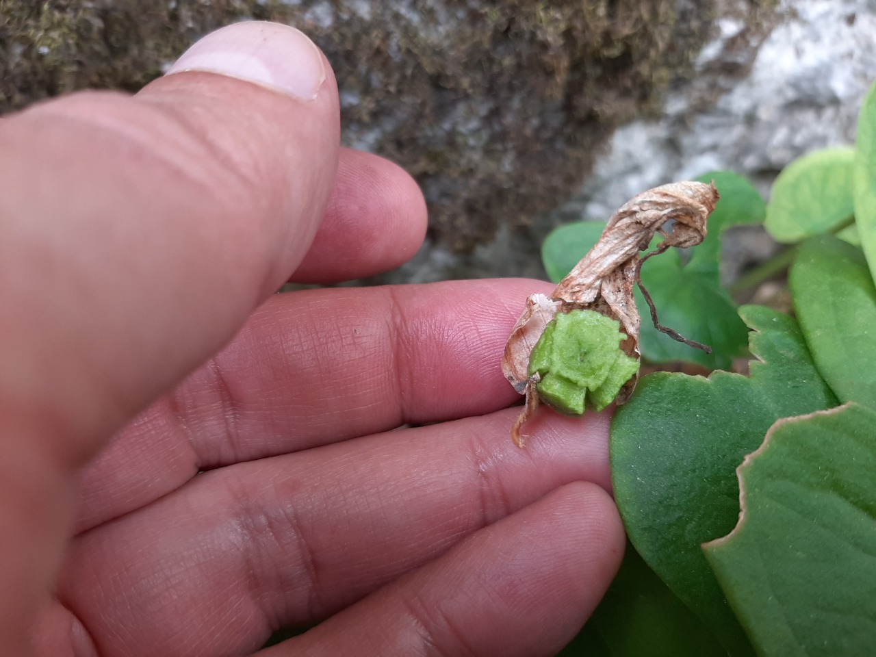 Arisarum vulgare