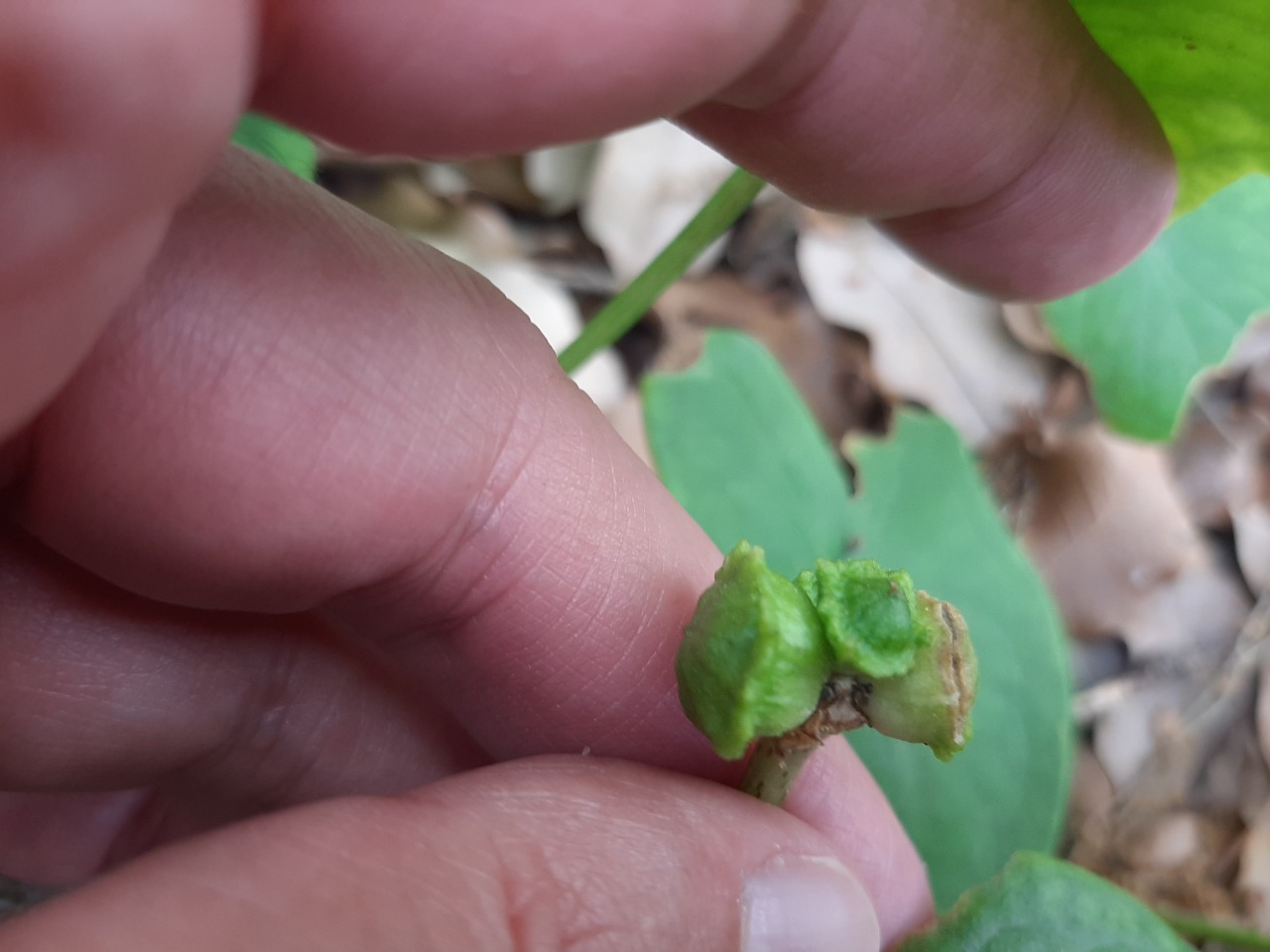 Arisarum vulgare