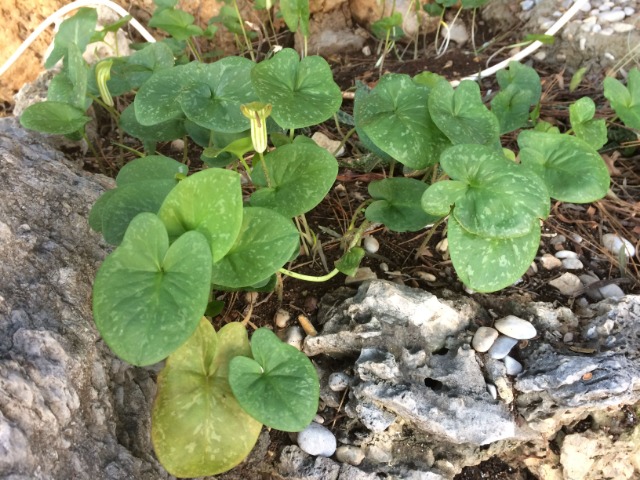 Arisarum vulgare