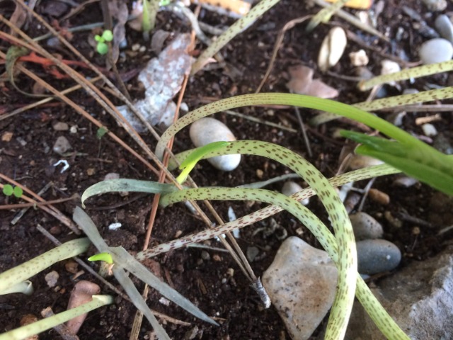 Arisarum vulgare