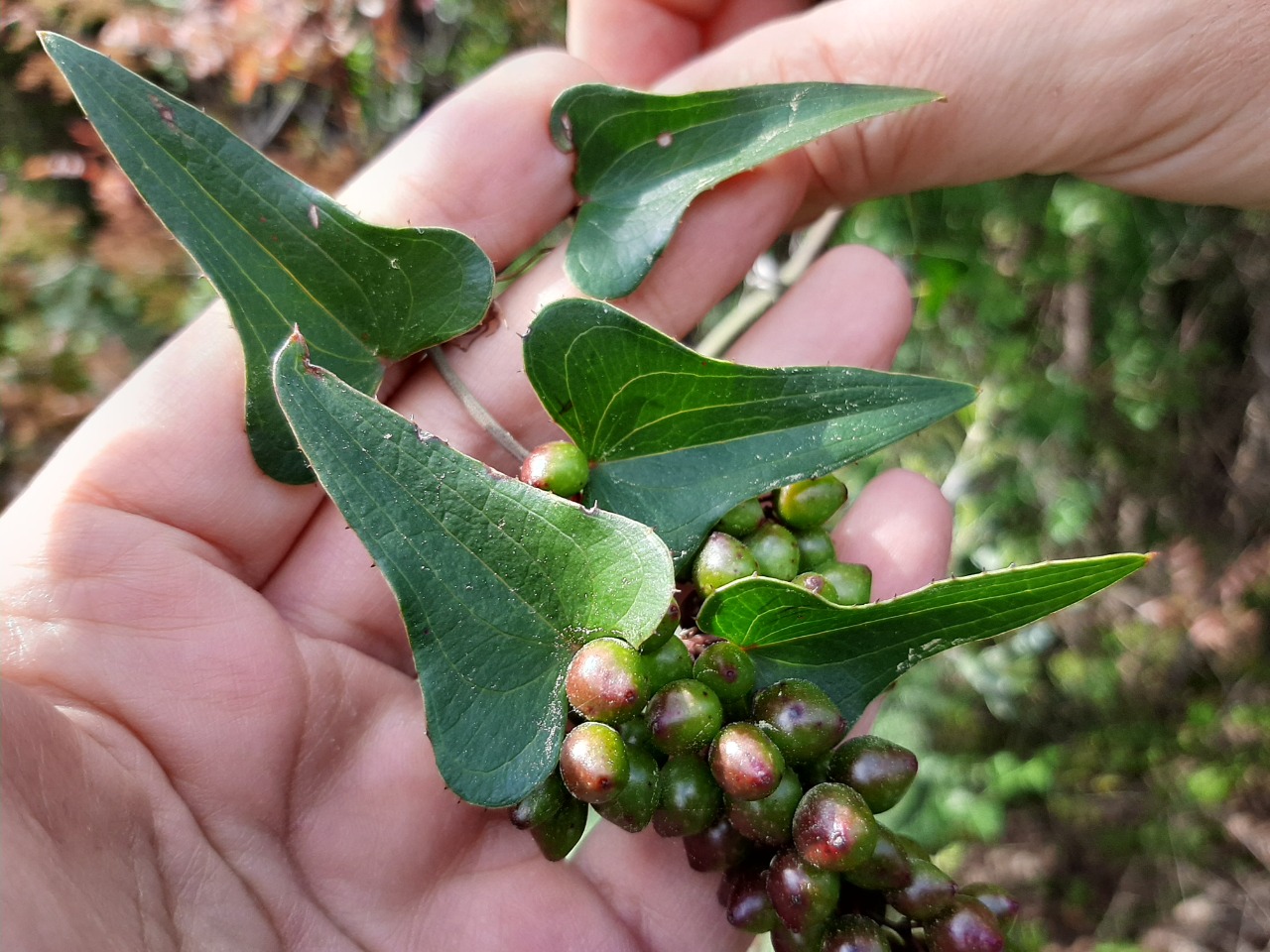 Smilax aspera