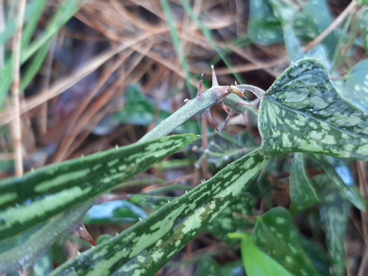 Smilax aspera