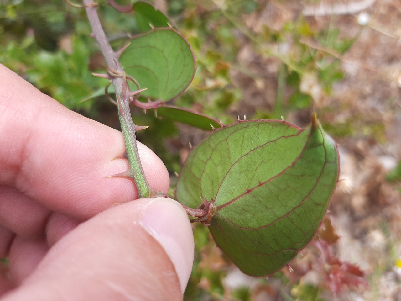 Smilax aspera