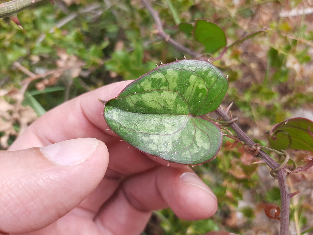 Smilax aspera