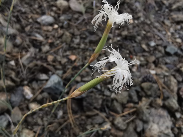 Dianthus crinitus