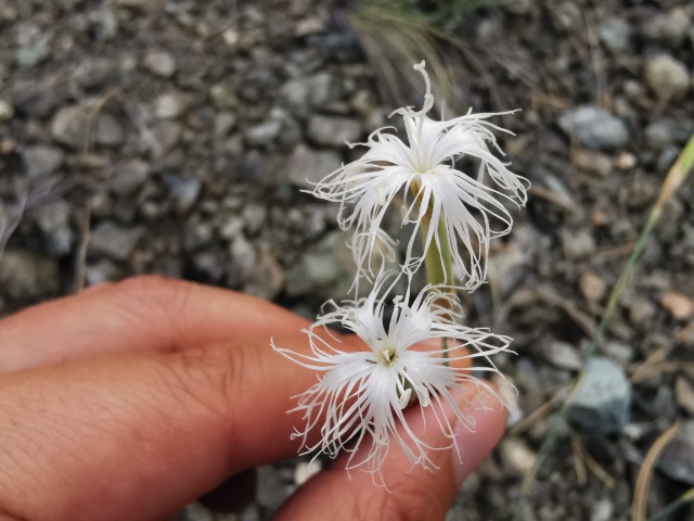 Dianthus crinitus