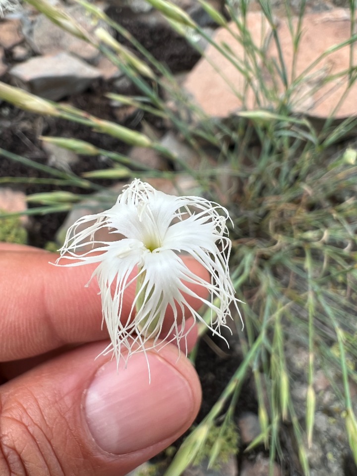 Dianthus crinitus