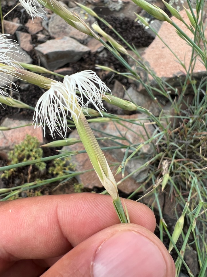 Dianthus crinitus