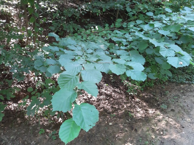 Corylus avellana