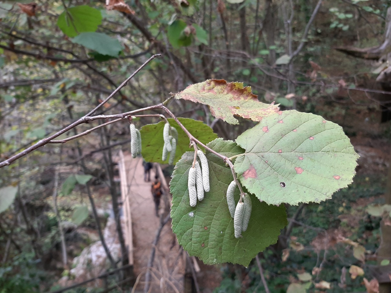 Corylus avellana