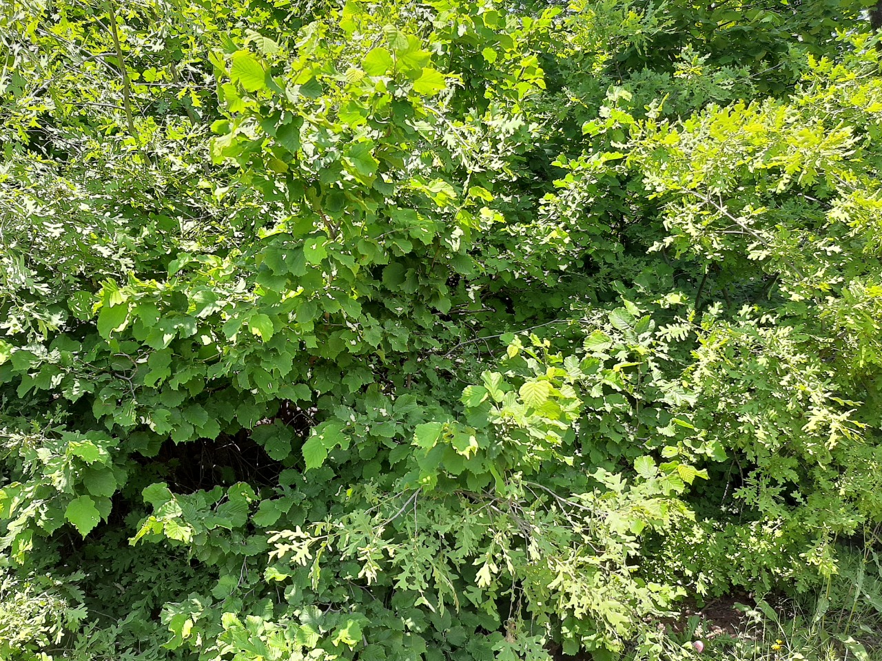 Corylus avellana