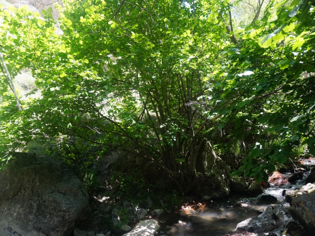 Corylus avellana