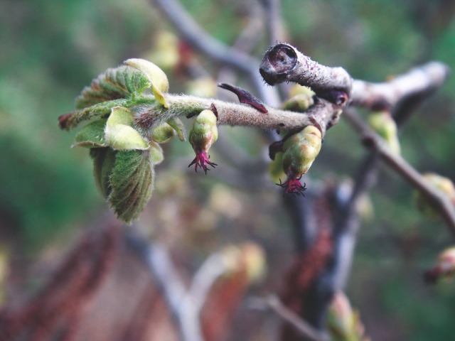 Corylus avellana