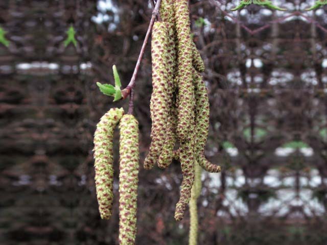 Corylus avellana