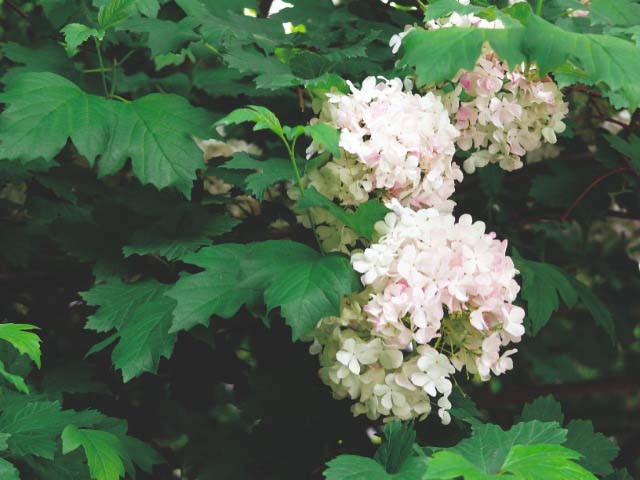 Viburnum opulus